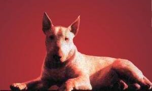 Baxter (1989)